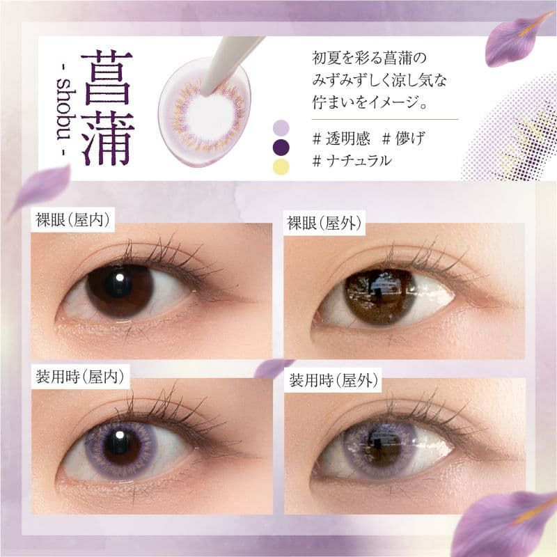ビショウネンガ ワンデー(美少年画 Bishonenga)10枚入 -菖蒲
